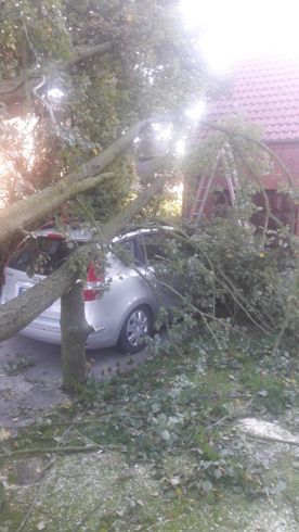 Umgestürzter Baum